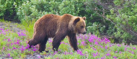Brown-Bear-Ursus-arctos