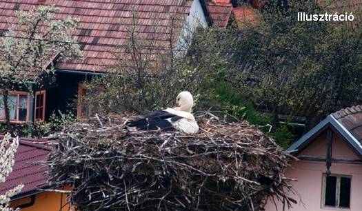 demanov&aacute; lipt&oacute;