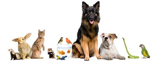 austin pet sitter img