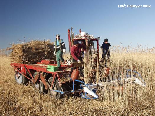 Reed harvest