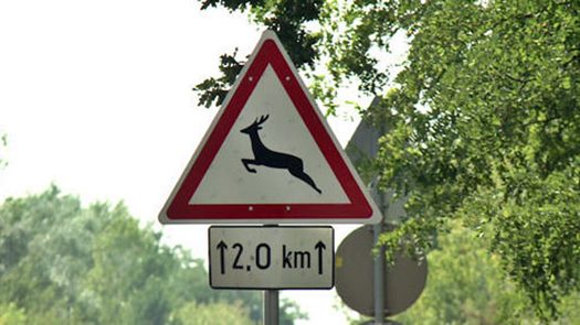 vad veszely kozut