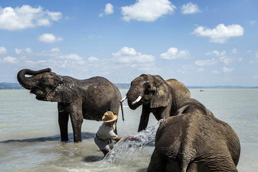 elefant