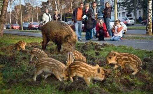 vaddisznocsalad a varosban