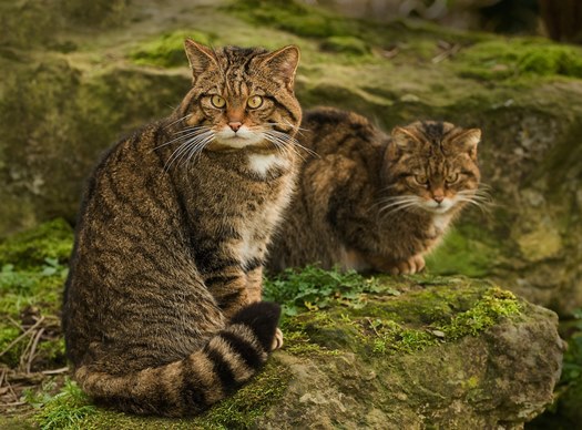 wildcat