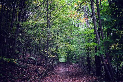 erdei osveny foto SEFAG Zrt