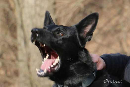 angrydog 1