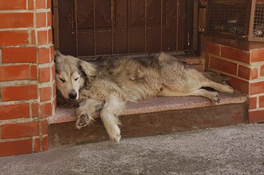dog 1274071 640