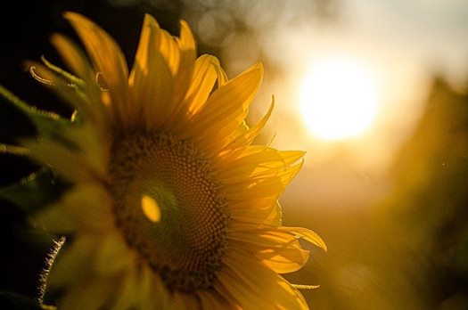 sunflower 5370278 640