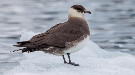 Arctic skua Stercorarius parasiticus on an ice floe Svalbard