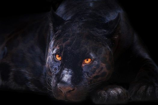 panther 6175825 640