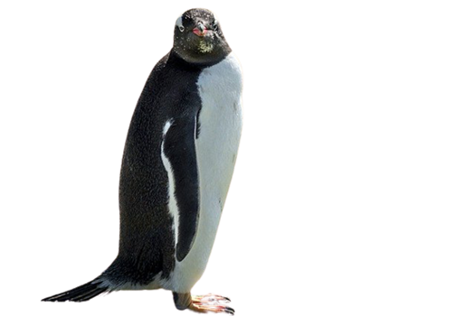 penguin 6503804 640 removebg preview