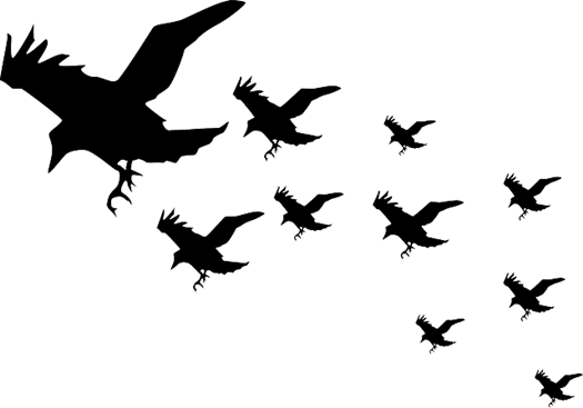 crows 306241 640