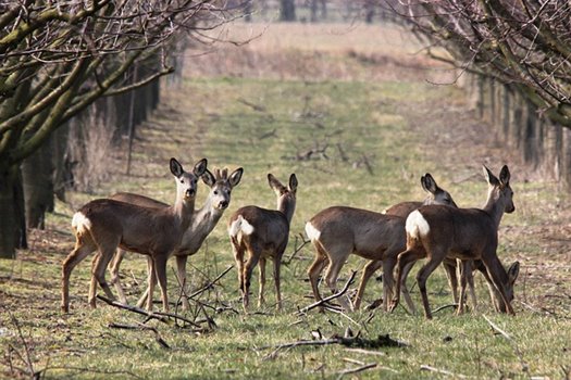 deer 98075 640