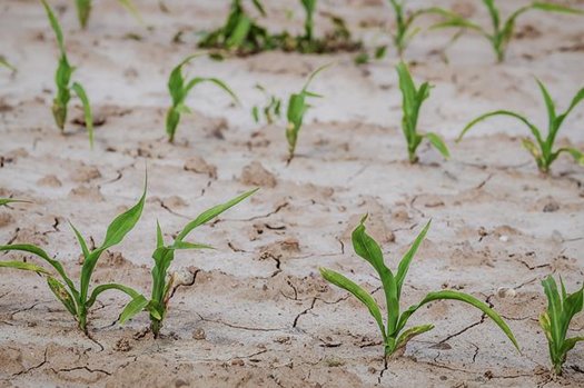 cornfield 4240209 640
