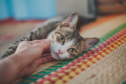 cat 7344042 640
