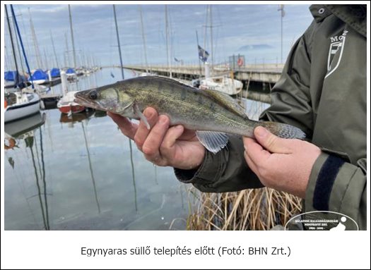 Egynyaras süllő telepítés előtt