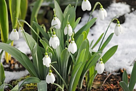 snowdrop 3148807 640