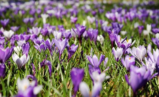 crocuses 3226433 640
