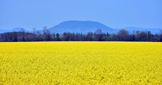 DSC 1418