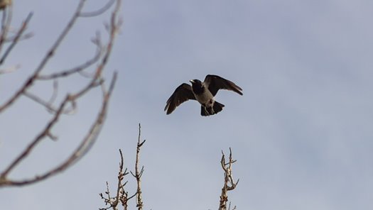 hooded crow 4057888 640