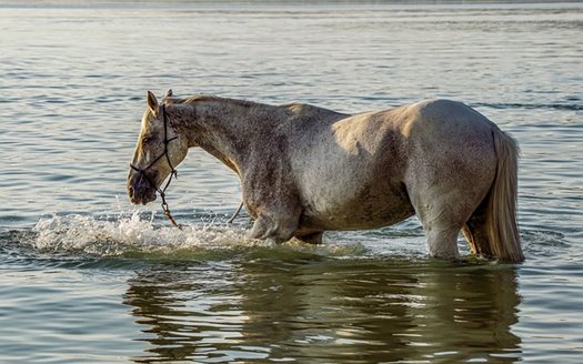 horse 4362370 640