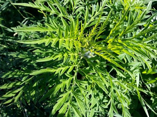 ragweed 219747 640