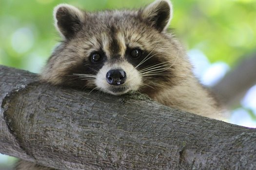 raccoon 840427 640