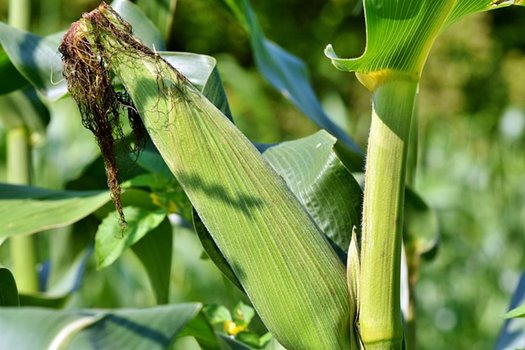 corn 3560744 640