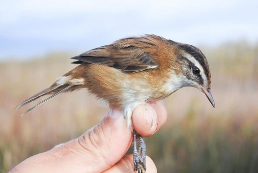 fulemulesitke forras facebookcomstationdebaguagebigu 99f48a7f 786343