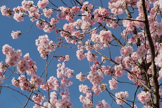 japanese cherry 4955261 640