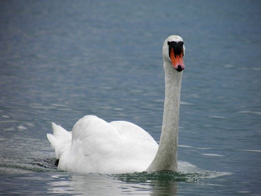 lake balaton 186963 640
