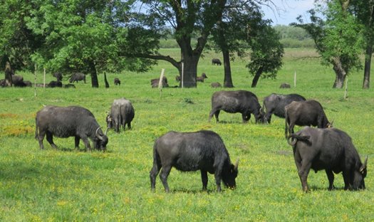 bivalyrezervatum kapolnapusztan