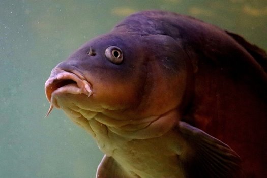carp 7064417 640