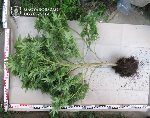 termesztett növény