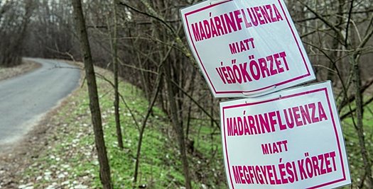 madárinfluenza