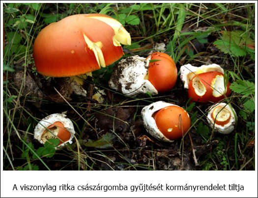 csaszargomba.kep 021 scaled e1704789677513