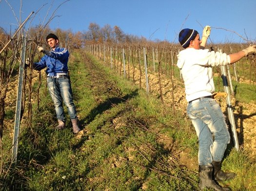 vineyard 1870435 640