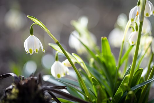 close up snowdrops ground macro photography
