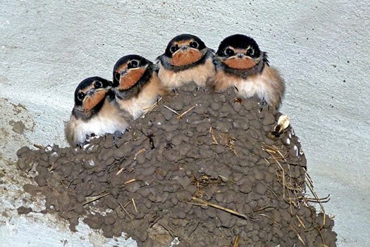 swallows 176140 640