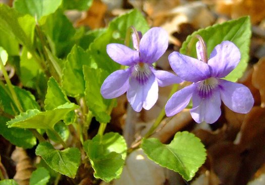 Illatos ibolya