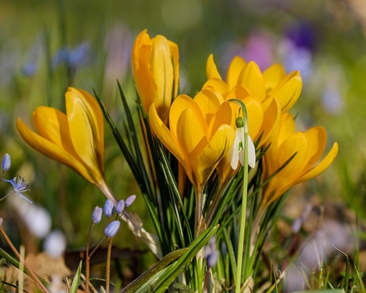 crocus 3181187 640