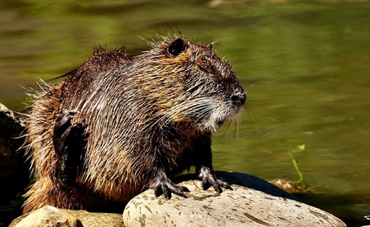 beaver rat 2432394 640