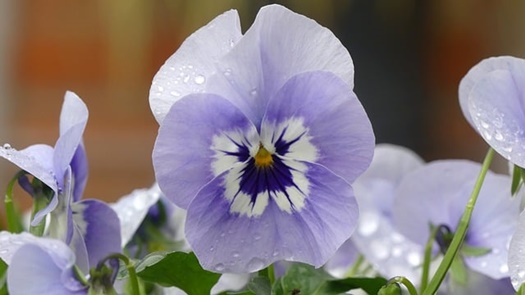 flower 8598044 640