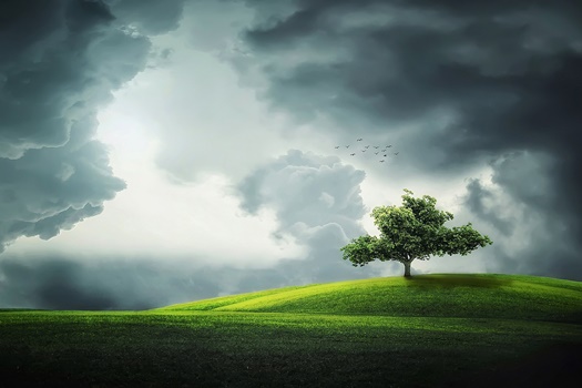 tree 832079 1280