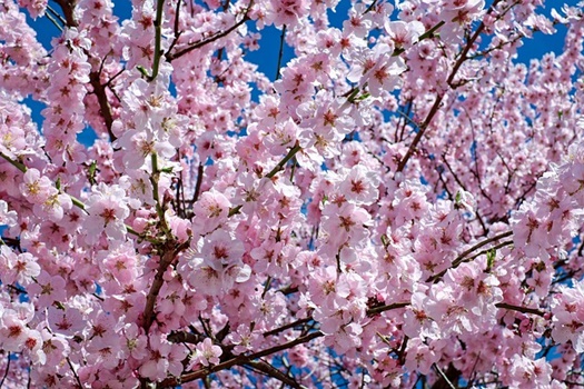 japanese cherry blossom 2168858 640