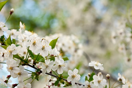 cherry tree branch against blur background
