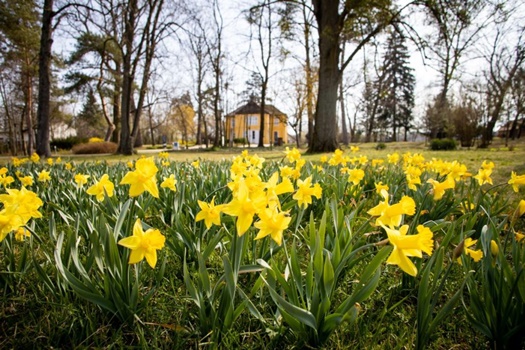 narcisz kaposvar3 1024x683