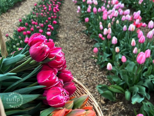 1044238TulipGardenSzolosgyorokfotoTulipGardenBalaton2