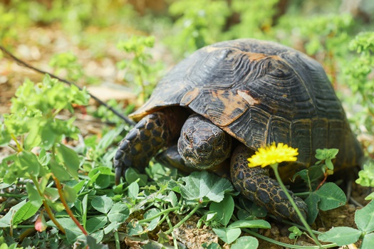 wild animals natural environment turtle lawn flowering dandelion looks camera spring aegean coast