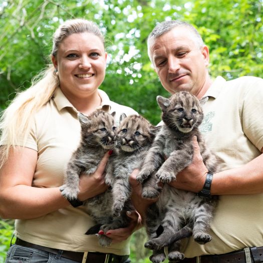 Nyíregyháza, 2024. május 30.Biácsi Alexandra állatorvos és Tóth Béla állatgondozó tartják kezükben a Nyíregyházi Állatpark négyhetes puma (Puma concolor) hármas ikreit az állatparkban 2024. május 30-án.MTI/Balázs Attila